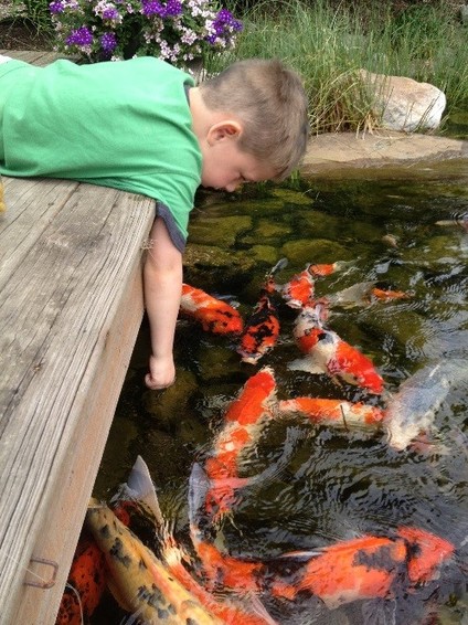 Feeding  the Fish